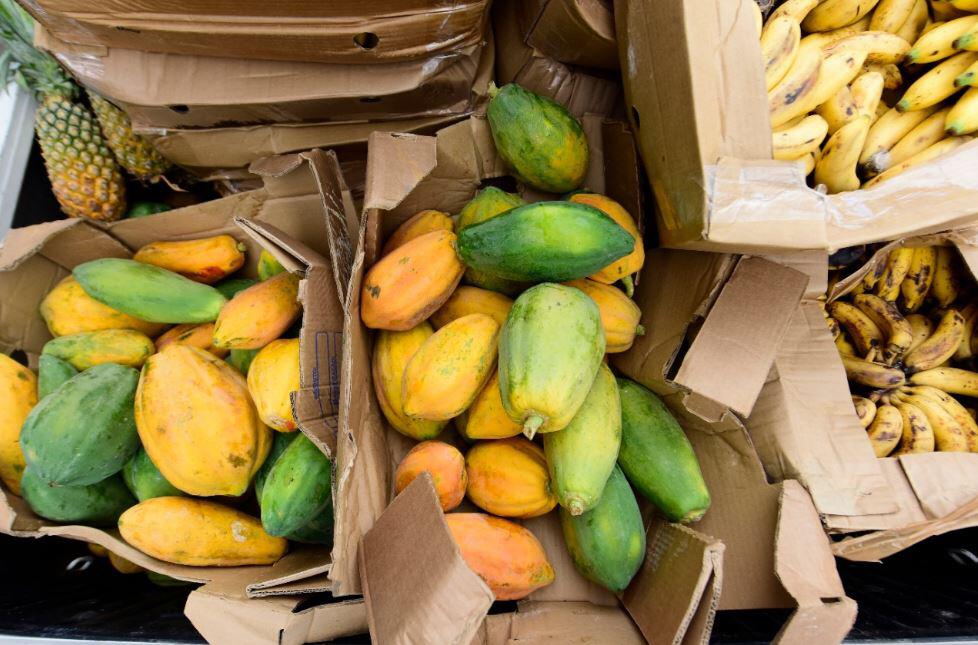 Governo do Amazonas doa 80 toneladas de alimentos para 150 instituições filantrópicas