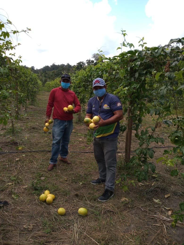 Agricultores contemplados em programas de fomento do Governo do Amazonas apresentam resultados de produção
