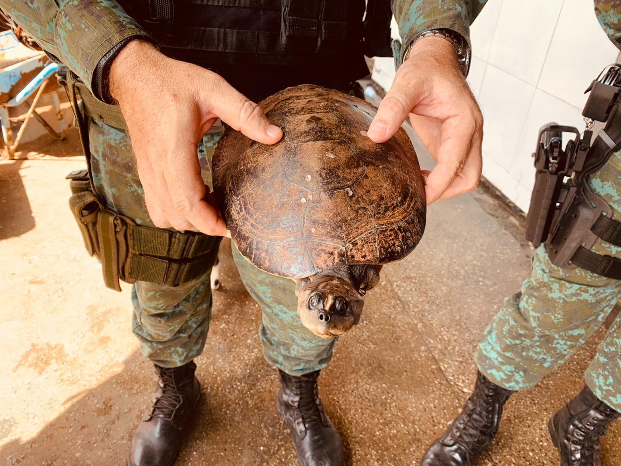 Batalhão Ambiental bate recorde de resgate de animais silvestres