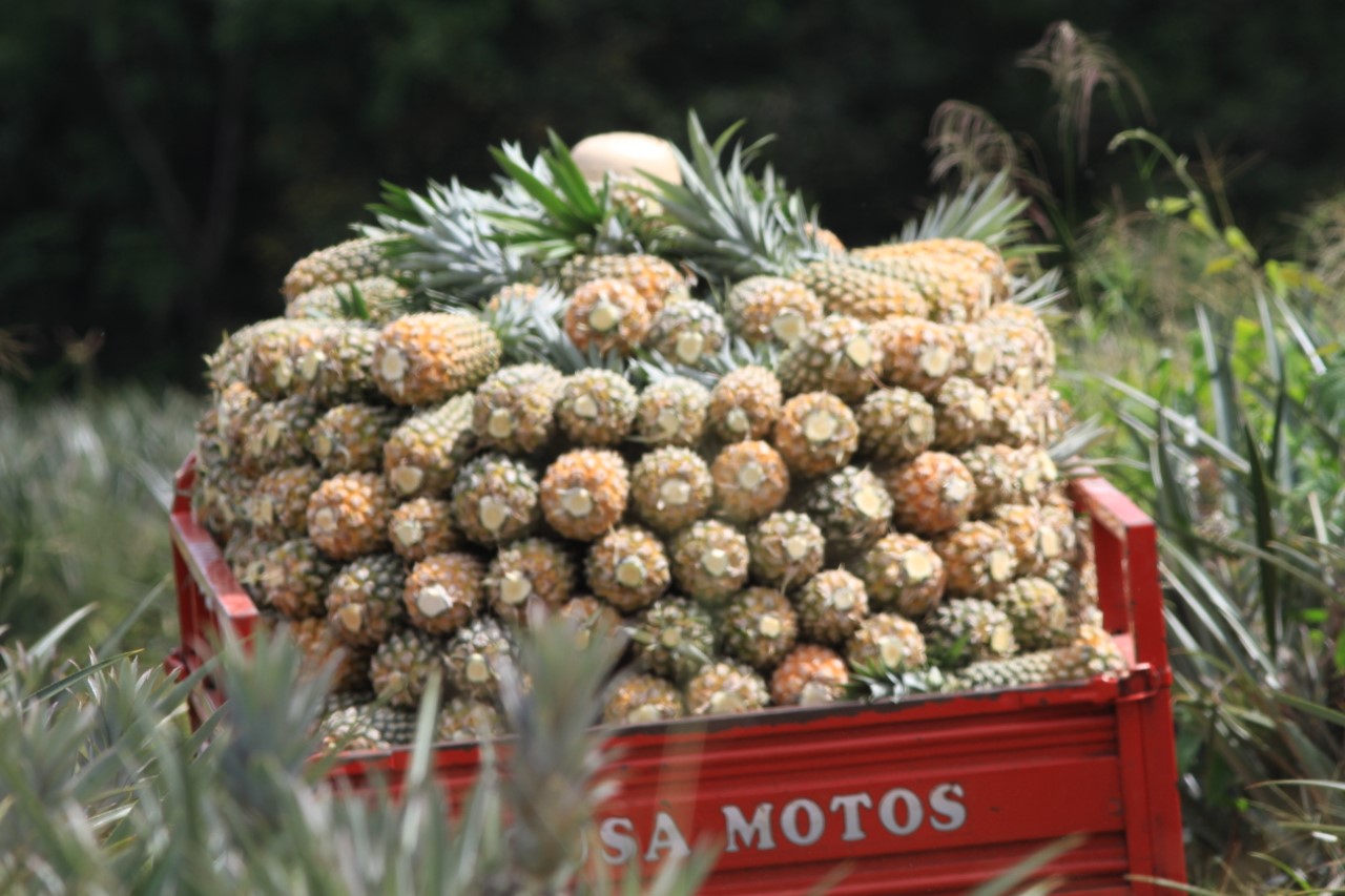 Cultivo de Abacaxi de Novo Remanso é declarado Patrimônio Cultural Imaterial do AM