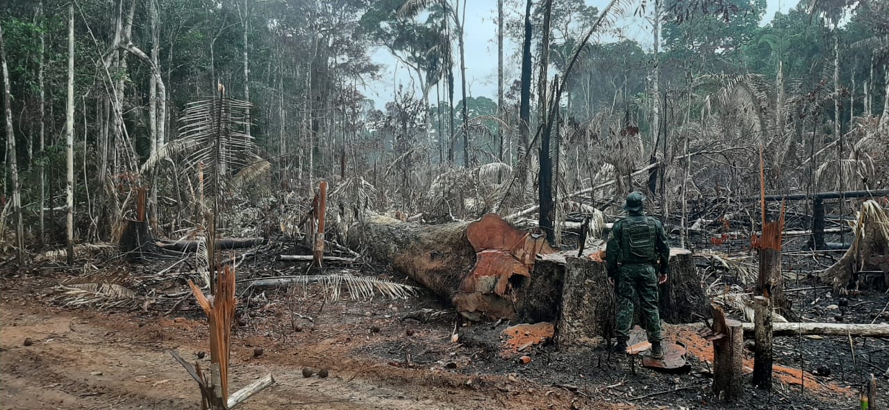 Operação Tamoiotatá detém quatro homens por crime ambiental e apreende madeira ilegal