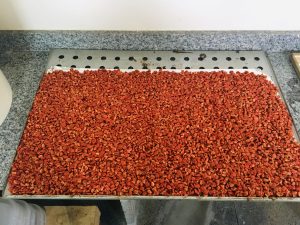 Governo do Amazonas apoia pesquisa para incrementar a alimentação do tambaqui