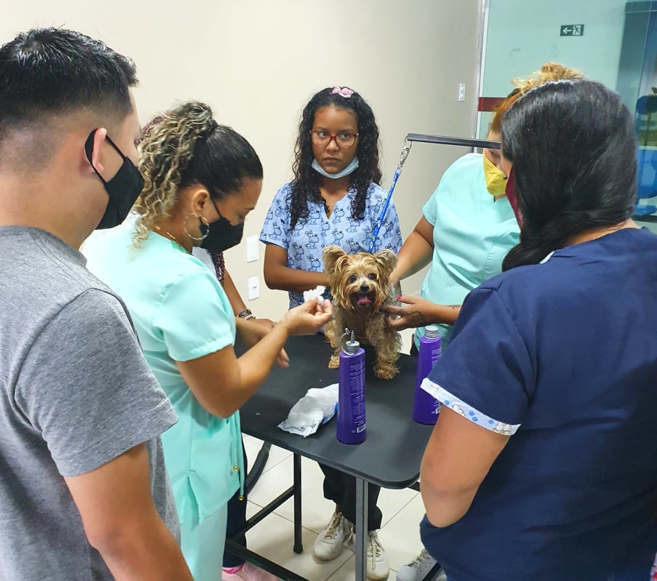 Prefeitura oferta 60 vagas gratuitas em cursos de ‘Banho e Tosa para Pets’