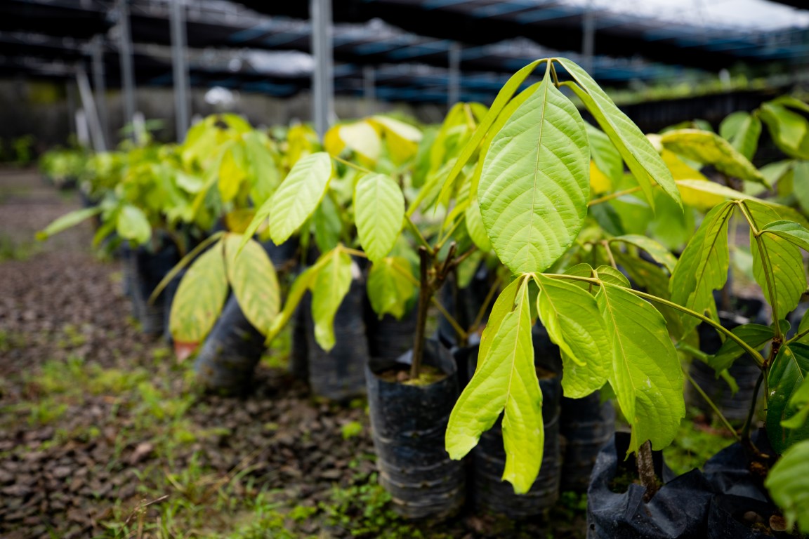 Governo do Amazonas apoia atualizações do Banco Ativo de Guaraná, da Embrapa Amazônia Ocidental
