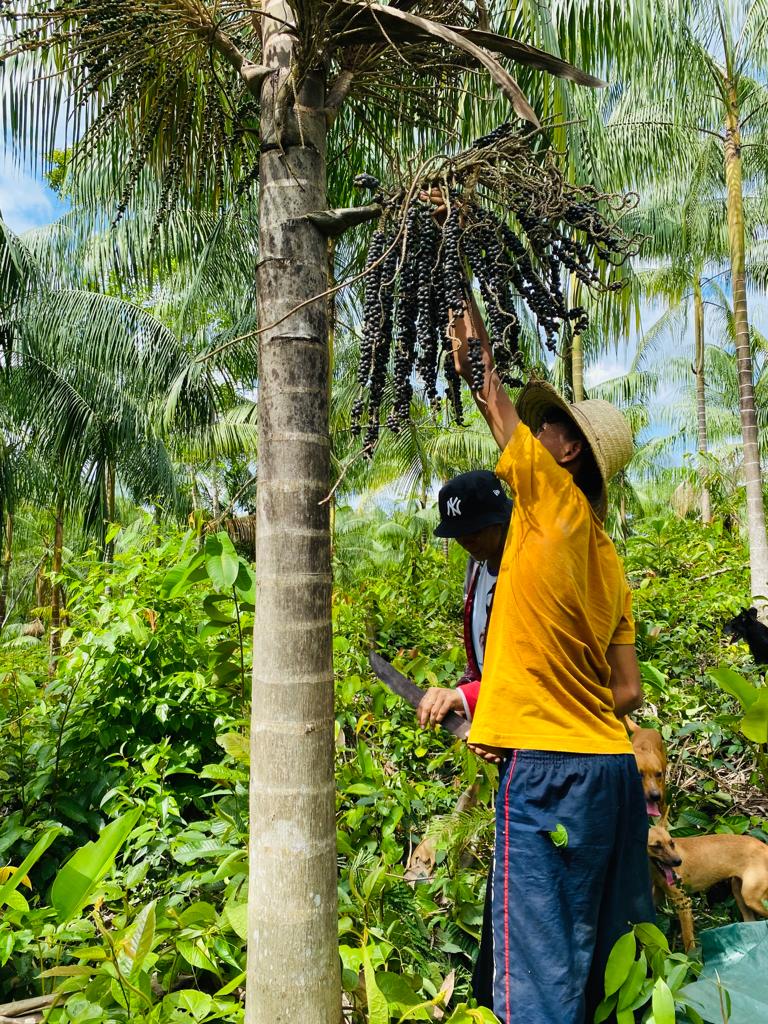 Com apoio do Governo do Amazonas, pesquisa analisa as dificuldades dos produtores e comerciantes do açaí