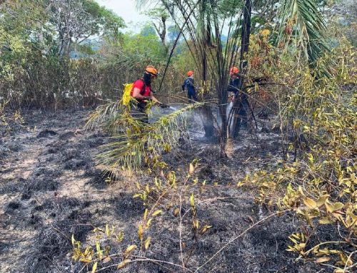 Corpo de Bombeiros combate incêndio em área de difícil acesso em Parintins