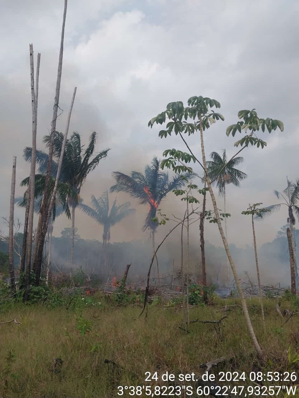 Polícia Militar do Amazonas prende três homens envolvidos em crimes ambientais
