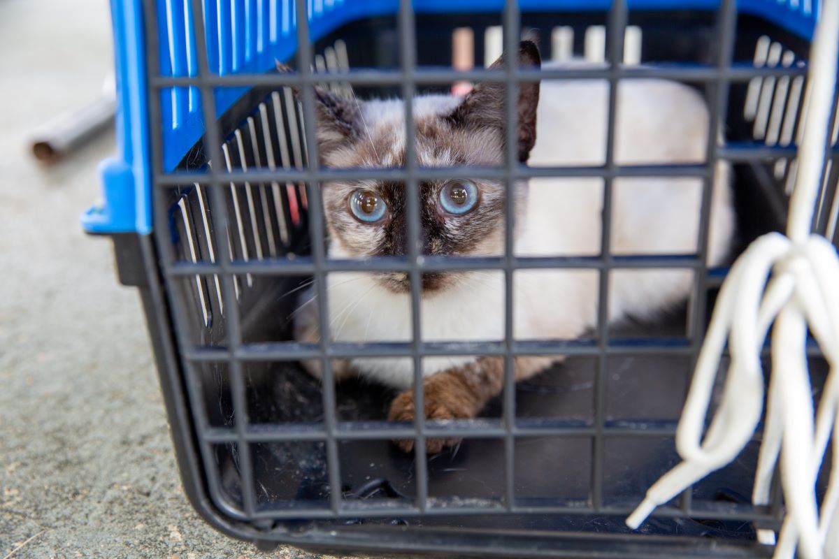 Prefeitura de Manaus abre agendamento para castração de cães e gatos nesta sexta-feira, 1º/11   