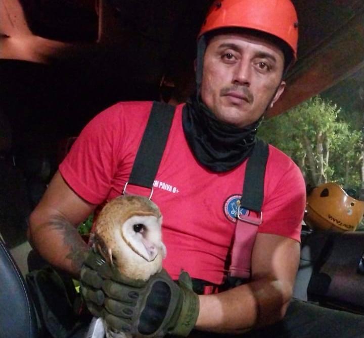 Em Manaus, Corpo de bombeiros já resgatou mais de 500 animais neste ano