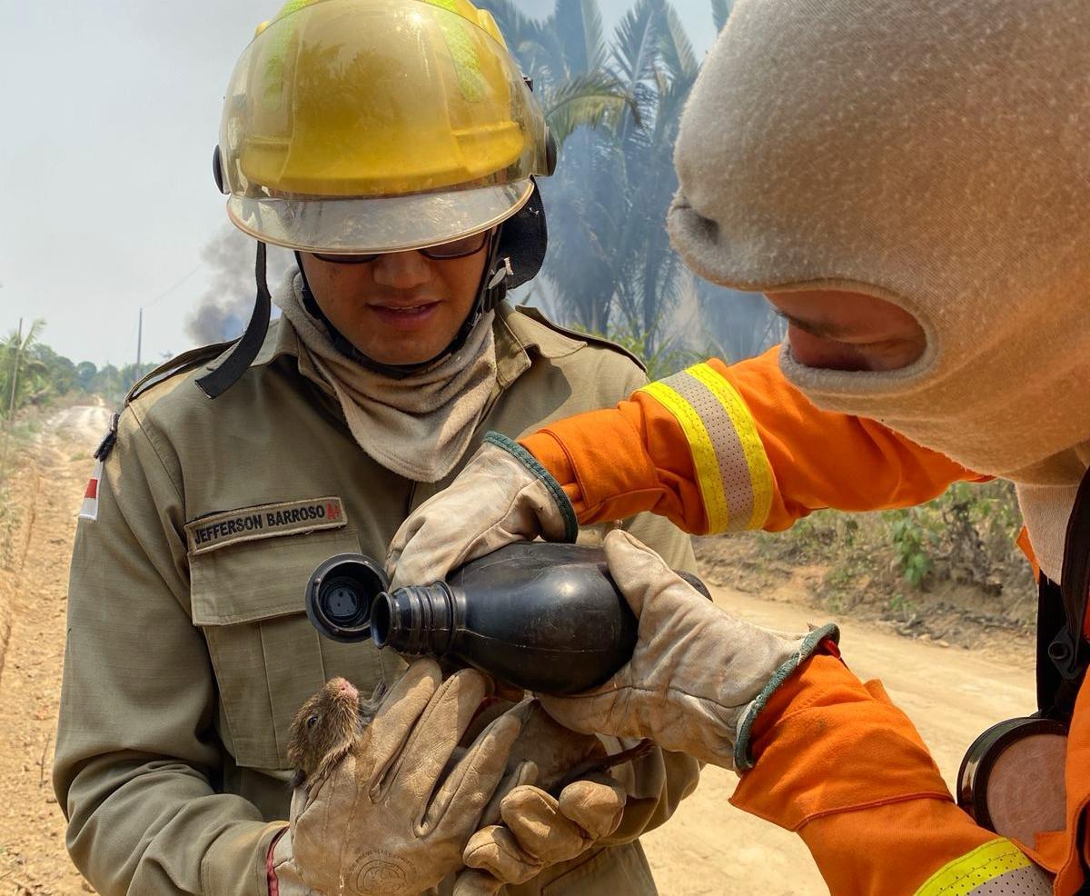 Em Manaus, Corpo de bombeiros já resgatou mais de 500 animais neste ano