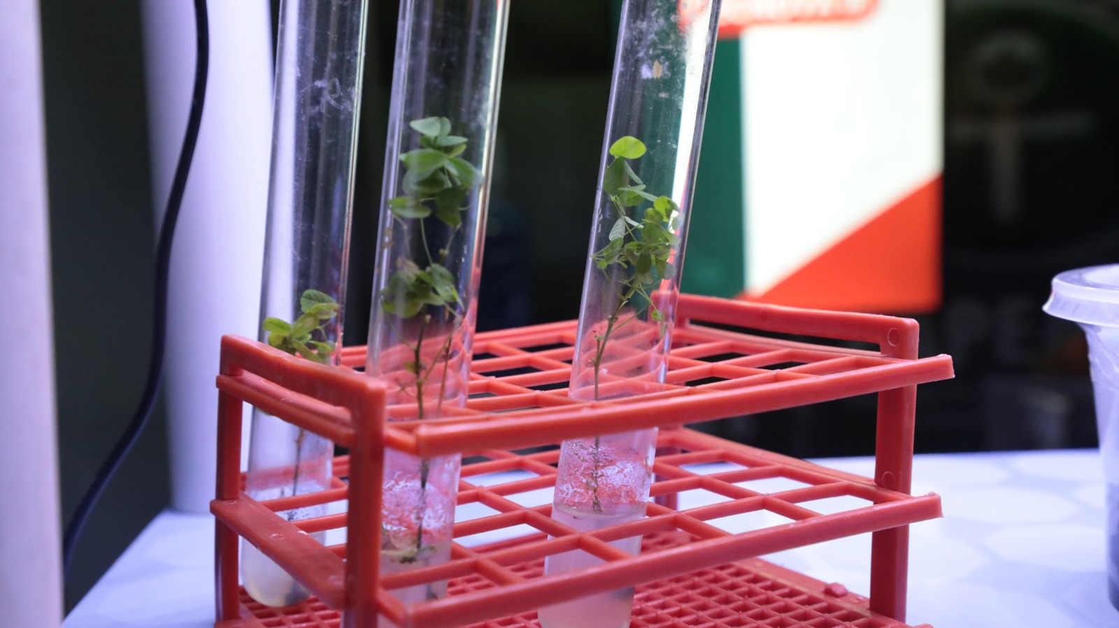 Projeto apoiado pelo Governo do Amazonas alia biotecnologia para inovar na produção de mudas in vitro da Amazônia